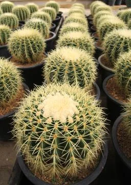 Round cactus Stock Photos