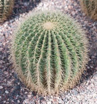 Round cactus Foto stock