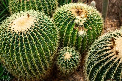 Round Cactus Foto stock