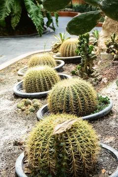 Round cactus Stockfoto's