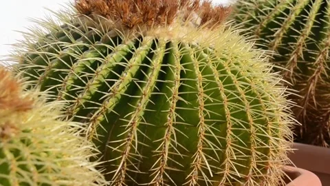 Round cactus in the sunlight Stock Footage 169866434