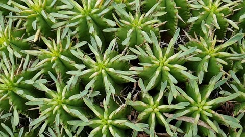 Round cactus with  thorns all over with deep green colored stems, Video stock 124113312