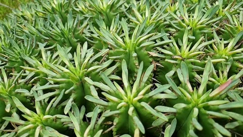 Round cactus with  thorns all over with deep green colored stems, Video stock 124113331