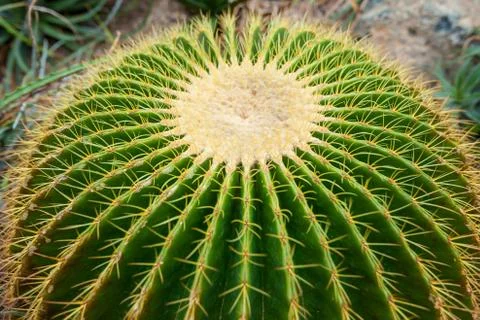 Round cactus with thorns Stock Photos