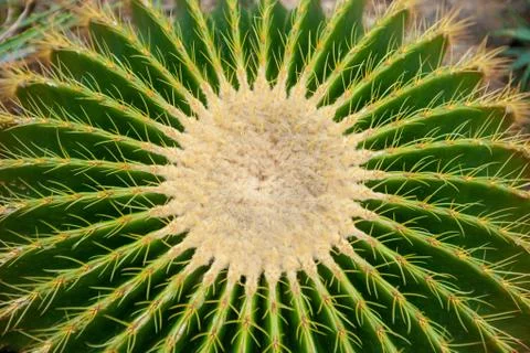 Round cactus with thorns Stock Photos
