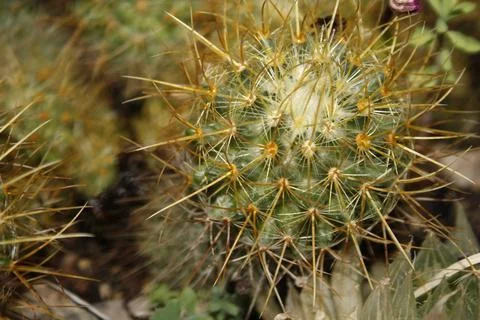 Round Cactus with thorns. Stock Photos