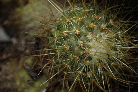 Round Cactus with thorns. Stock Photos