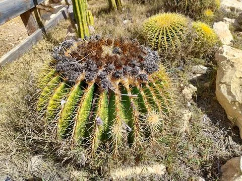 Round cactuses in the desert Fotos de archivo
