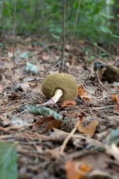 Round cap, mossy texture, pale stem Stock Photos