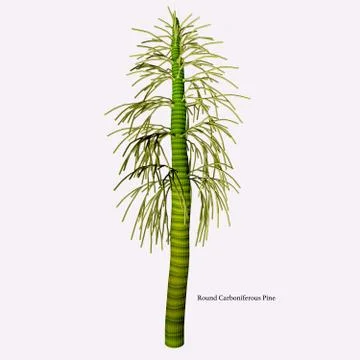 Round Carboniferous Pine Stock Illustration