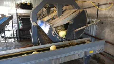 Round celery knobs jumping on a modernt plastic conveyor stripe in agro plant 스톡 동영상 157304495