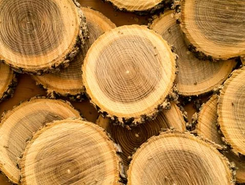 Round circles cut from logs Stock Photos