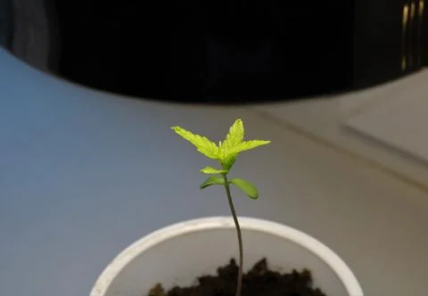 Round-the-clock illumination of a young growing cannabis sprout Stock Photos