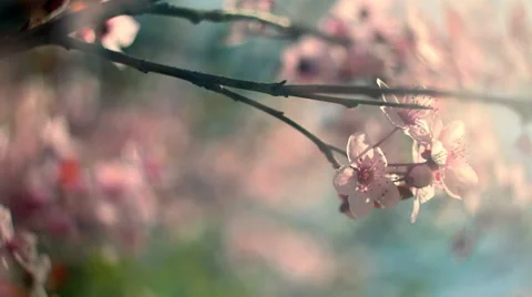 Round closeup panoramic scene of blooming pink cherry branch at sunset hours Vídeos de archivo 60086607