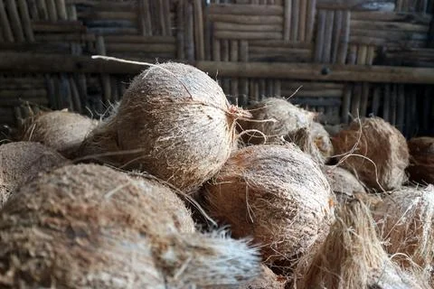 Round coconut Foto stock
