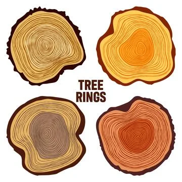Round colorful tree trunk cuts, sawn pine or oak slices, lumber. Saw cut timber Stock Illustration