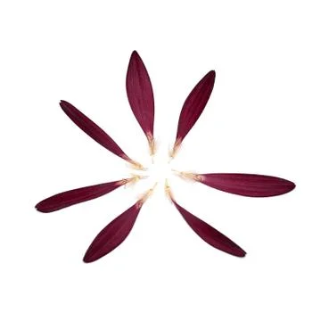 Round composition with dried red petals of flower isolated on white backgroun Stockfoto's