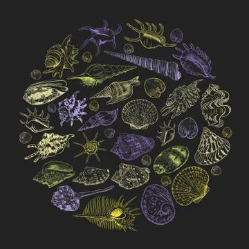 Round composition Summer concept with Unique museum collection of sea shells  Stock Illustration