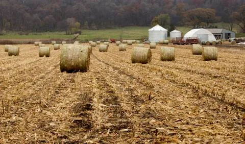 Round corn bales Stock-Fotos