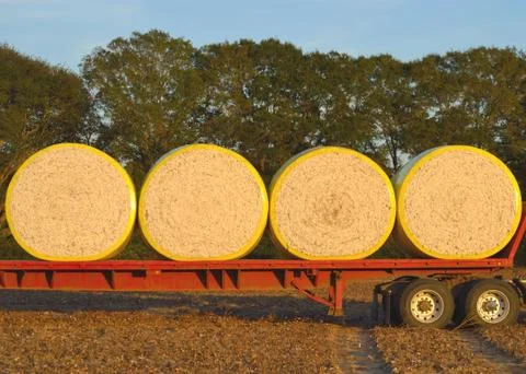 Round cotton modules loaded on flatbed Stock Photos
