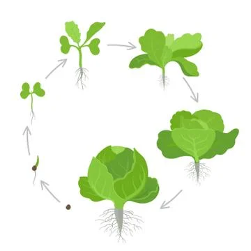 Round crop stages of headed cabbage. Growing cabbage plants. Circular organic Stock Illustration