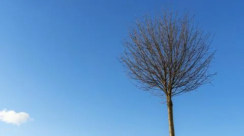 Round crowns of decorative small tree without leaves against the background o Stock Photos