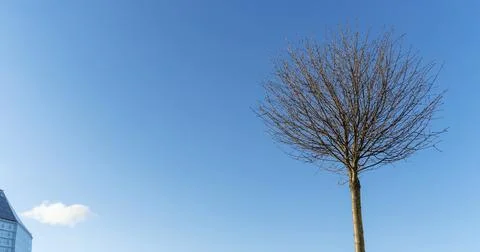 Round crowns of decorative small tree without leaves against the background o Stock Photos