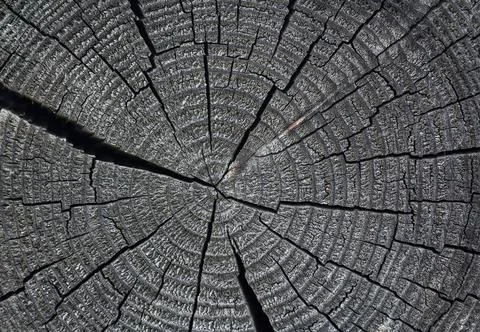 Round cut down tree with annual rings and cracks. Stock Photos
