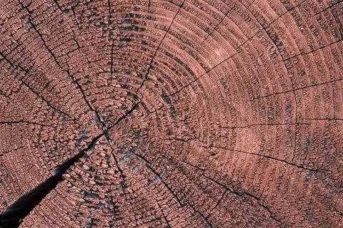 Round cut down tree with annual rings and cracks. Stock Photos