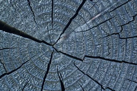 Round cut down tree with annual rings and cracks. Stock Photos