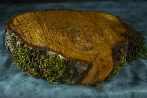 Round cut down tree with annual rings as a wood Stock Photos