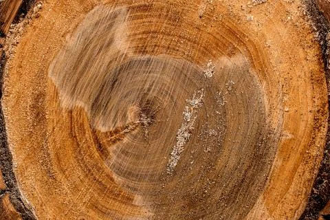 Round cut down tree with annual rings and cracks. Wooden texture. Stock Photos