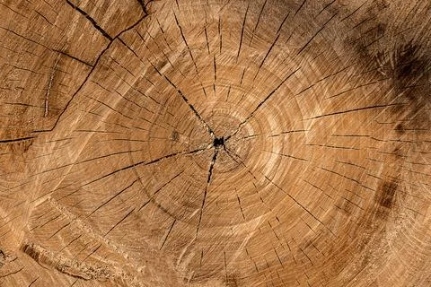 Round cut down tree with annual rings and cracks. Wooden texture. Stock Photos