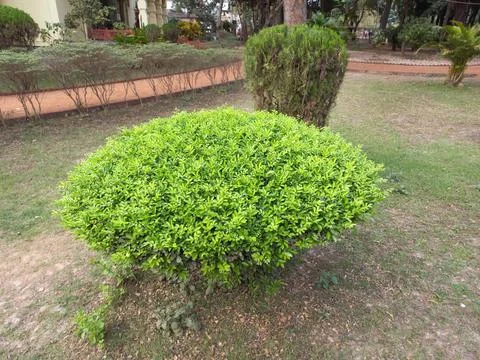 ,Round cut green grass under the tree, Stock Photos
