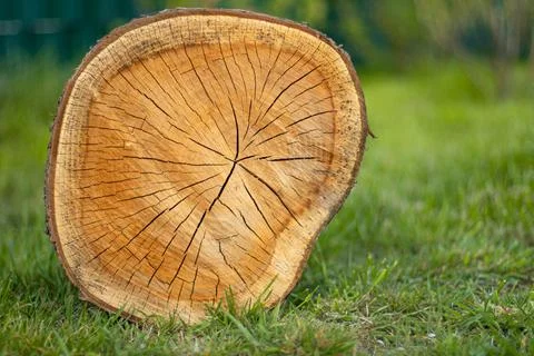 A round cut of a log, with a cracked texture, lies on the green grass Stock Photos