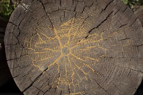 Round cut of an old deciduous tree, multiple rings and cracks with yellow san Stock Illustration