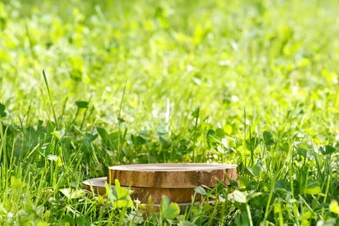 Round cut of a tree, a pedestal for an object, a podium for cosmetics. Summer Stock Photos