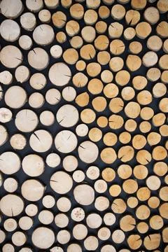 Round cuttings of tree trunks background . Soft focus Stock Photos