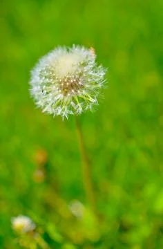 Round dandelion with white down on the field Stock Photos