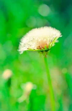 Round dandelion with white down on the field Stock Photos