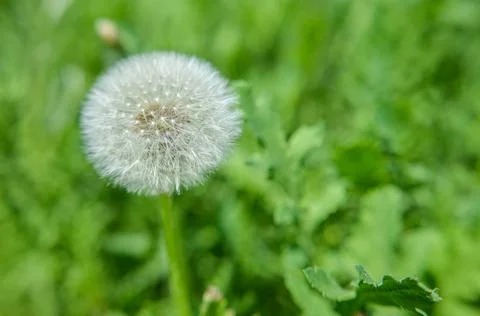 Round dandelion with white down on the field Stock Photos