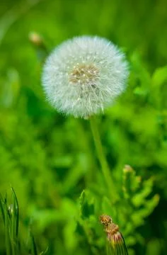 Round dandelion with white down on the field Foto stock