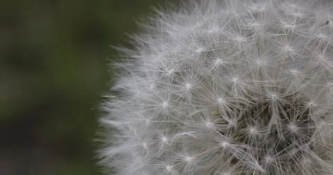 A round dandelion in the wind, 4K slomo Stock Footage 244389438