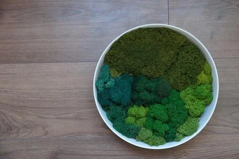 Round decorative moss wall panel with stabilized reindeer moss on wooden ba.. Stock Photos