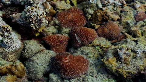 Round Disk-Shaped Structures on a Shallow Rocky Seabed 스톡 동영상 342016285