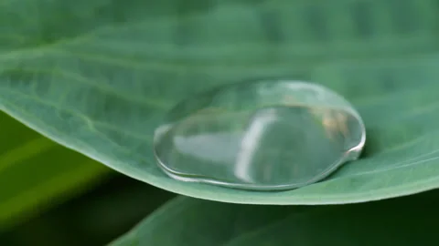 A round drop sways on a green leaf Stock Footage 315051955