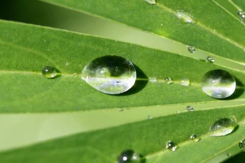 Round drops on a green leaf Stock Photos