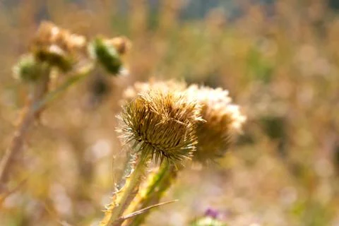 Round dry flower Foto stock