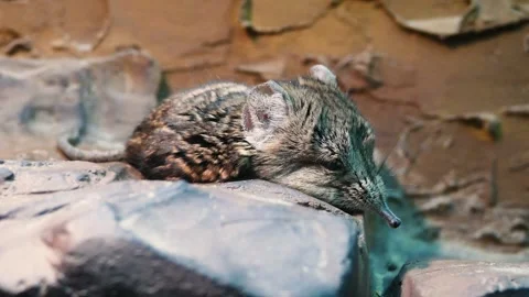 Round-eared elephant shrew (Macroscelides proboscideus) Stock Footage 181651964