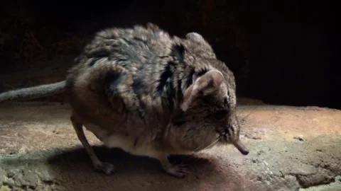 Round-eared elephant shrew (Macroscelides proboscideus) Stock Footage 250299455
